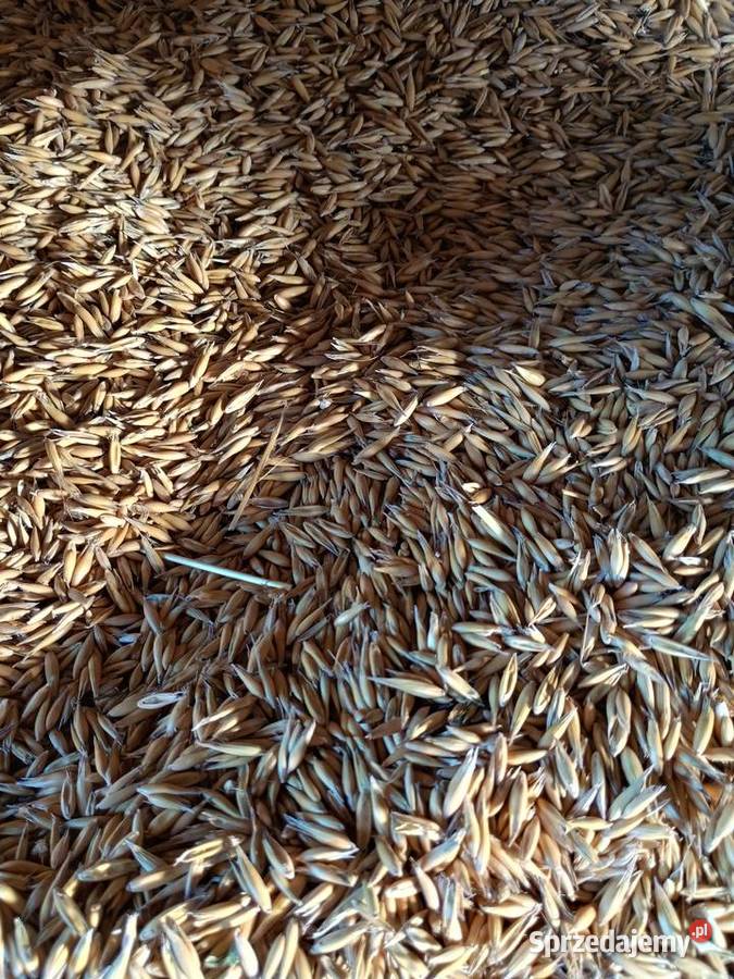 Owies Zboża Izbica sprzedam