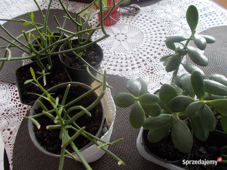 Patyczak Euphorbia Tirucallidrzewko szczęscia Tomaszów Mazowiecki