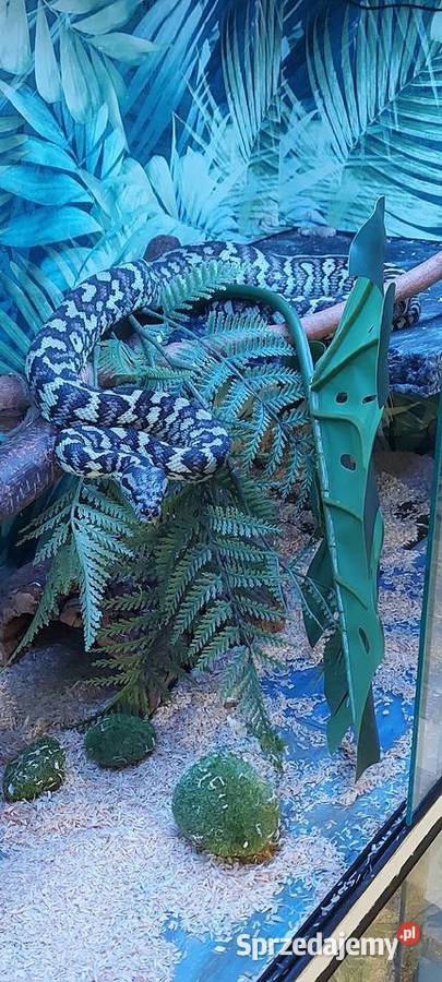 Morelia spilota sprzedam