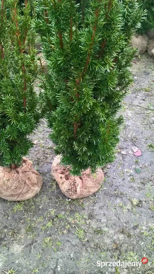 Cis Hicksii Szybkorosnący Żywopłot