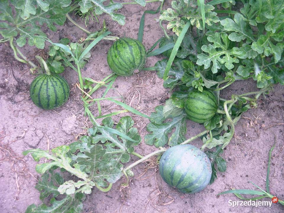 Ogórek sałatkowy długi nasiona wschodnie małopolskie