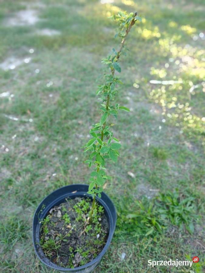 Klon jesionolistny jarzębina złotokap Mauryców