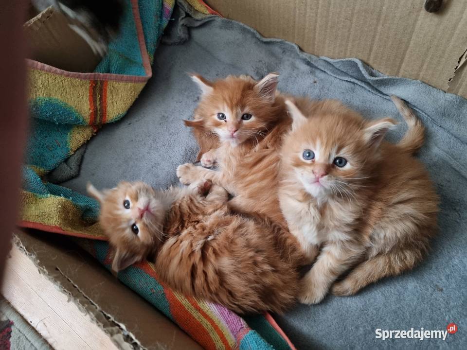 Kocięta Maine Coon zarejestrowana hodowla Becik mazowieckie Warszawa