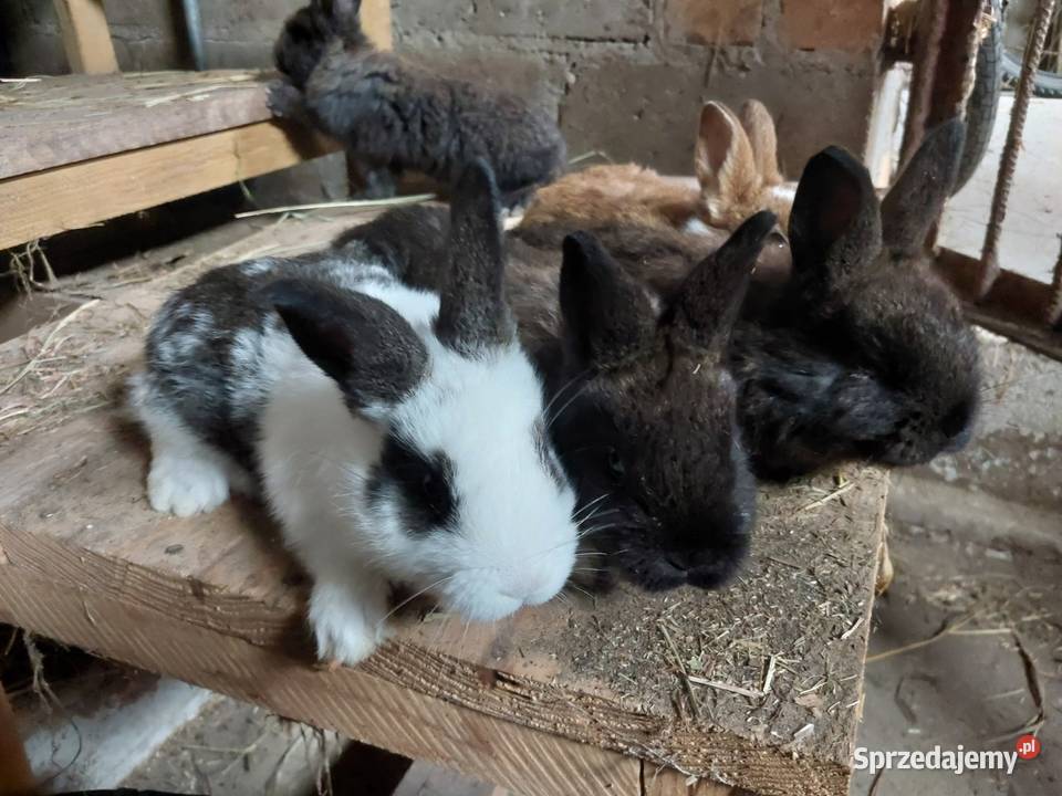 Króliki Parczew sprzedam