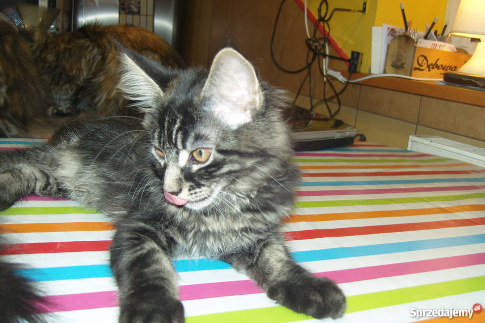 Pręgowany kocurek Maine Coon Aleksandrów Łódzki