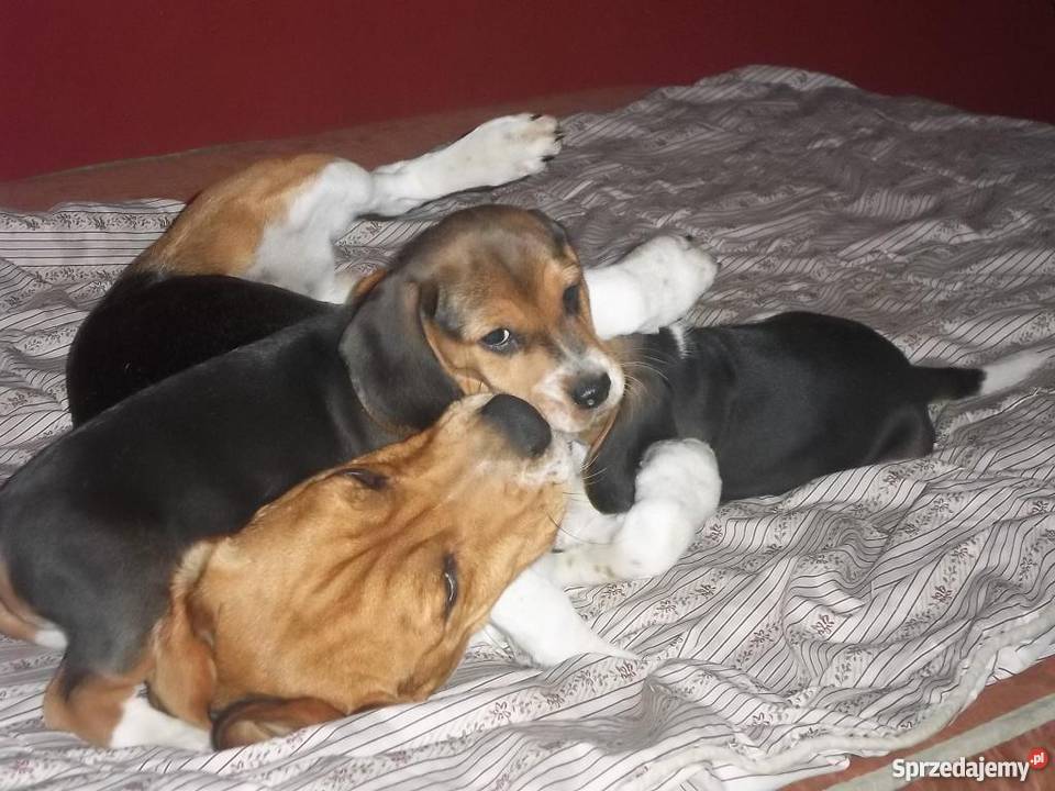 BEAGLE tricolor Jaktorów-Kolonia