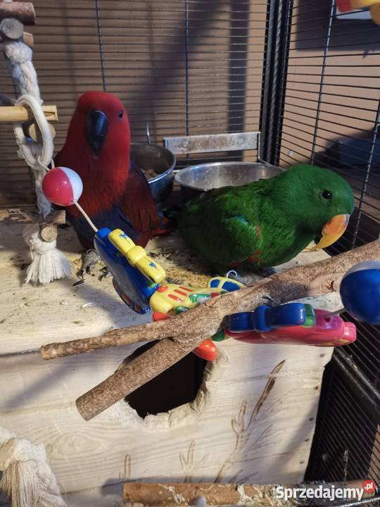 Lora wielka para lubuskie Zielona Góra sprzedam