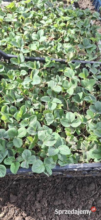 Truskawki sadzonki odmiana Honey Mirzec