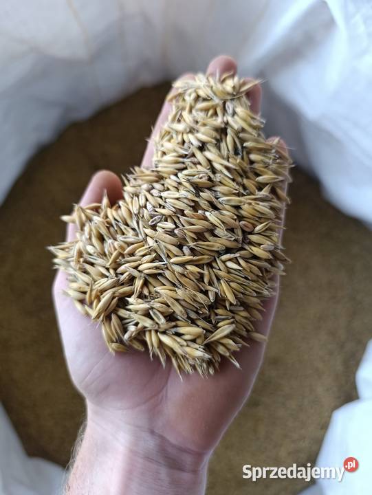 Owies jary Żyto ozime Klecza Dolna sprzedam