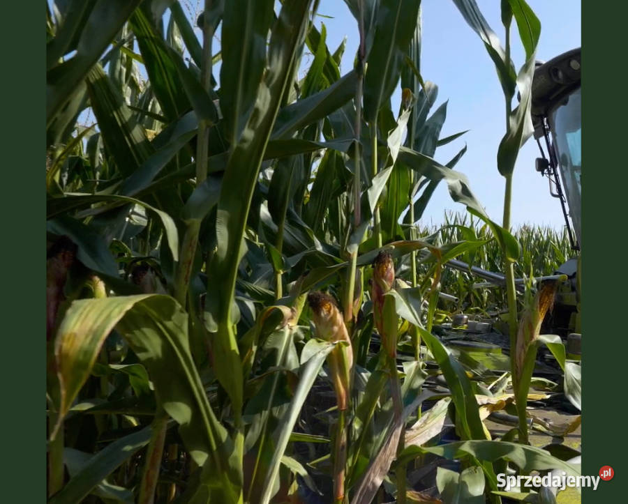 Materiał siewny kukurydza Hulk FAO 250 na
