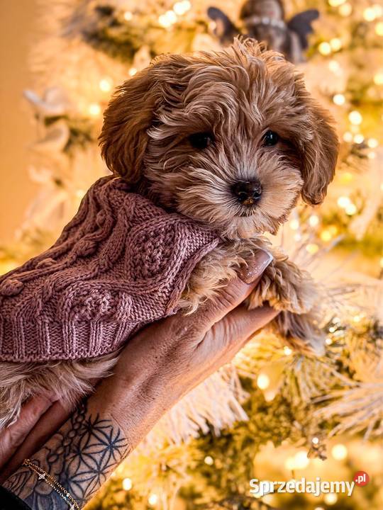 Suczka Maltipoo Pozostałe Piaseczno