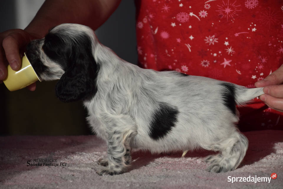 Cocker Spaniel AngielskiPiesek o Imieniu małopolskie Nowy Sącz