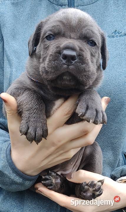 Cane Corso FCI Nowojewo