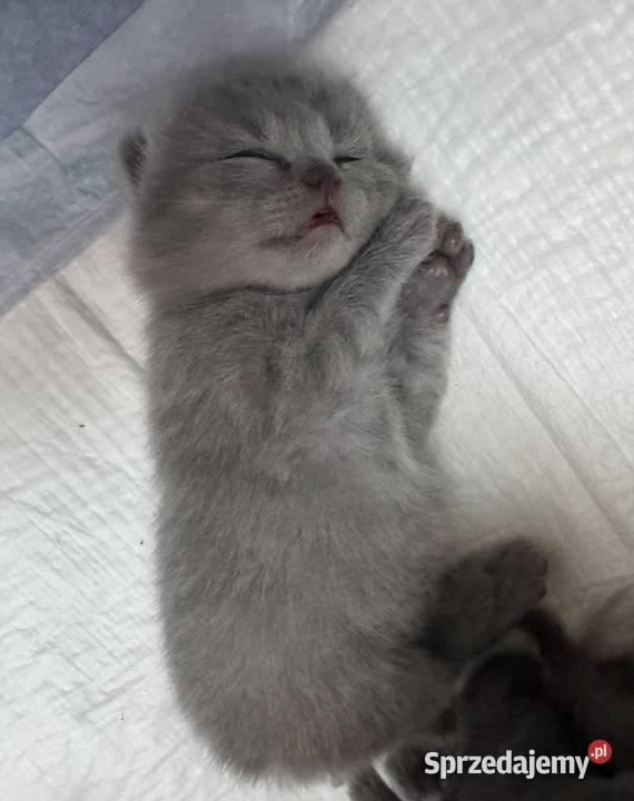 Kotka brytyjska niebieska Kraków