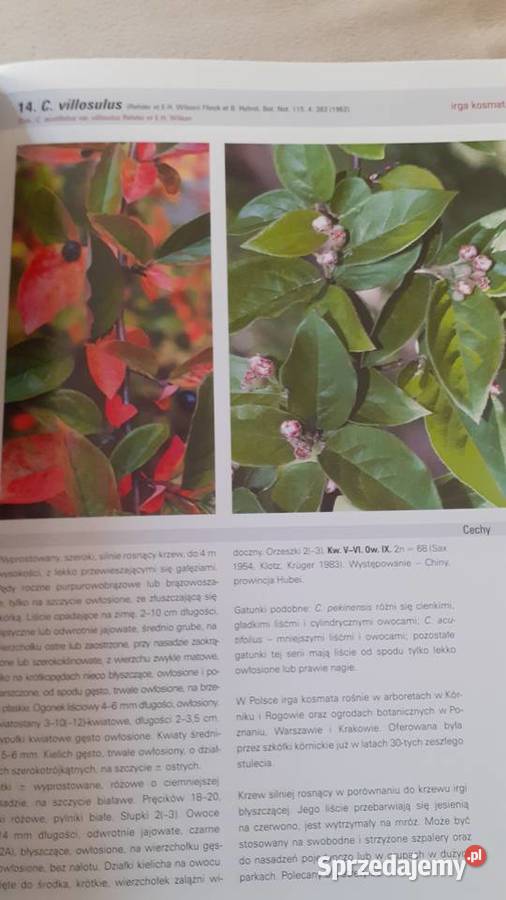 Irgi uprawiane w Polsce Szczecin