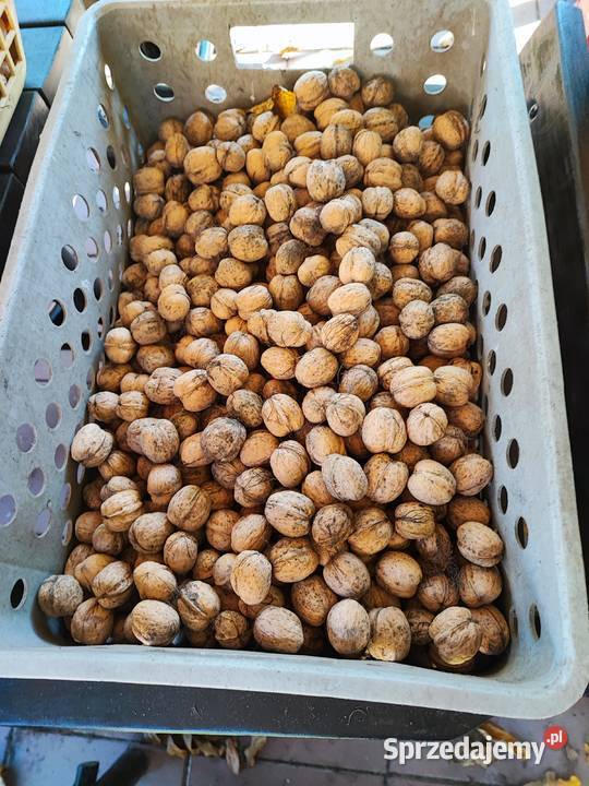 Orzechy włoskie sprzedam