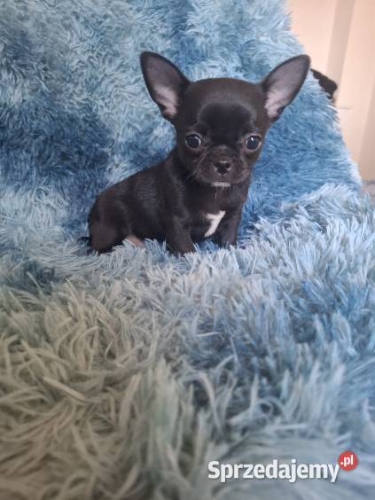 Chihuahua czarny piesek Lublin sprzedam