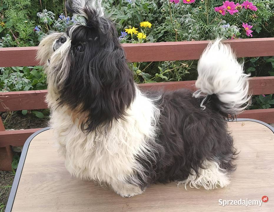 Shih tzu piesek FCI Shih Tzu dolnośląskie Wałbrzych