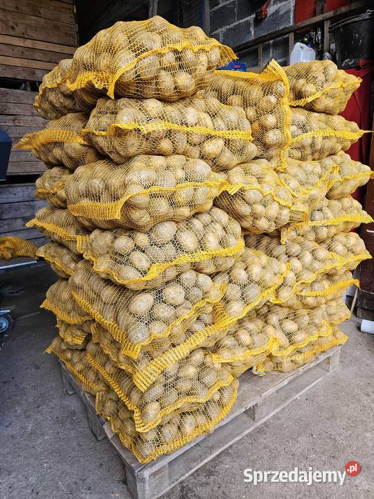 Ziemniaki jadalne Soraya Marchew Pietruszka