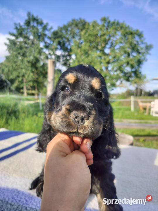 Cocker spaniel szczeniaki ZKwPFCI zachodniopomorskie