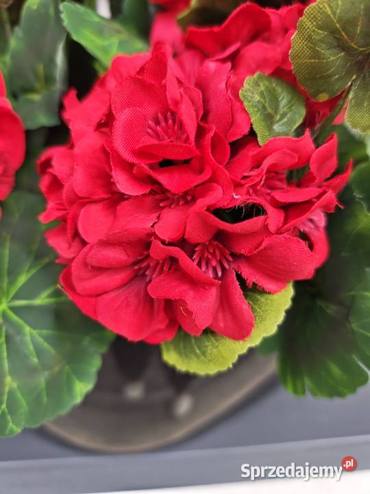 Pelargonie czerwone sztuczne żywe w czarnej Dębica sprzedam