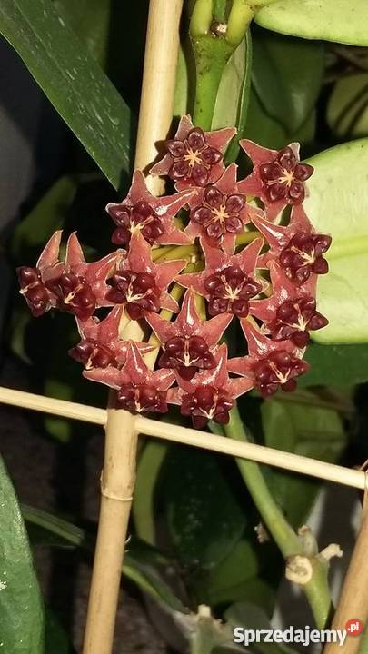 Hoya LOBBI ORANGE ukorzeniona sadzonka Rośliny Lublin