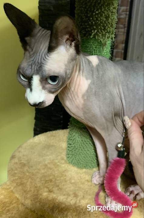 Sfinks Kanadyjski Do odbioru koteczką Rodowód