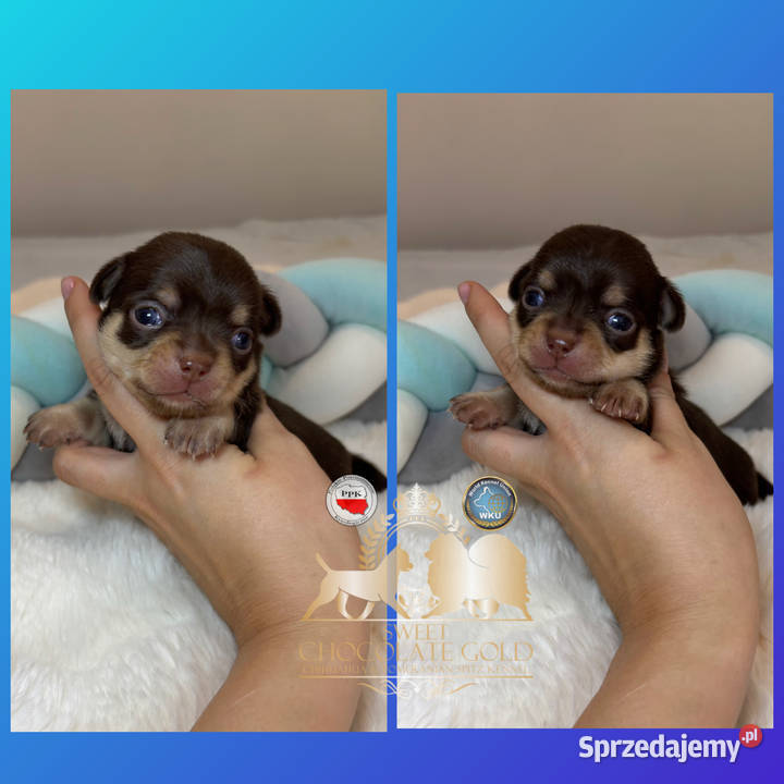 Chihuahua piesek krótkowłosy Choco Tan badania Chihuahua łódzkie