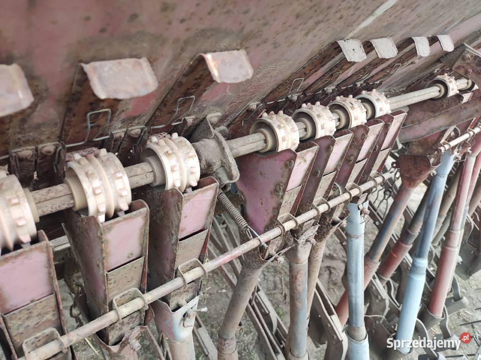 siewnik poznaniak Głomsk