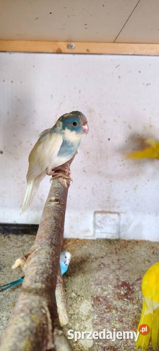 Sprzedam papugi górskie i kozy Świerklany