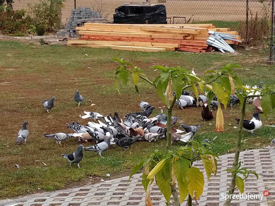 Gołębie pocztowe ozdobne Perukarz samiec