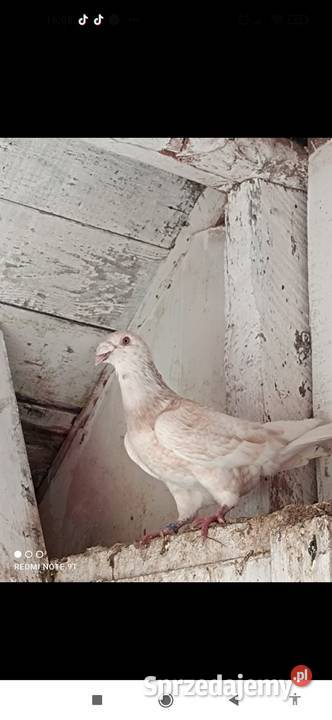 Gołębie Staropolskie