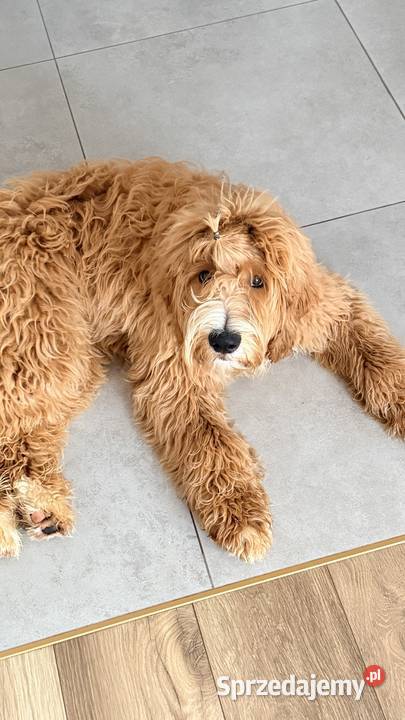 Goldendoodle Standard F1B