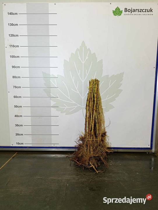 Sadzonki malin jesiennych żółtych JESIEŃ 2024 Stary Pożóg