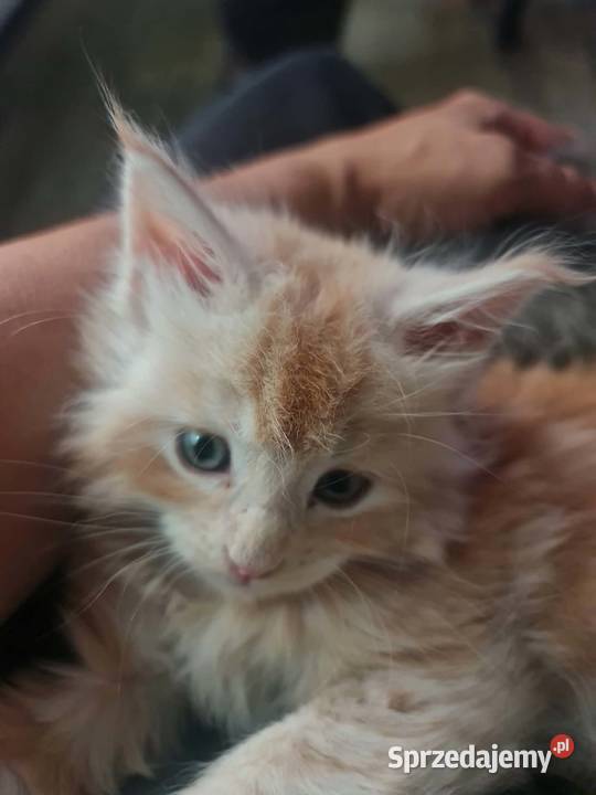 Maine Coon z rodowodem WCF MonsterlandPL Kocięta Bożków