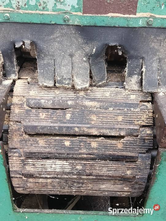 Wielopiła gąsienicowa zakłady leśnictwa Wejherowo