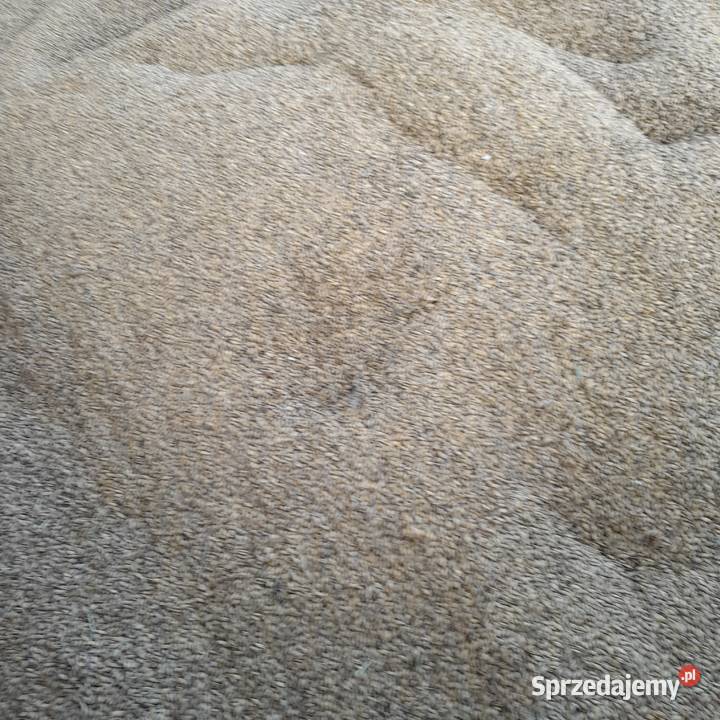 Pszenica pszenżyto jęczmień Zboża Ostrów Szlachecki