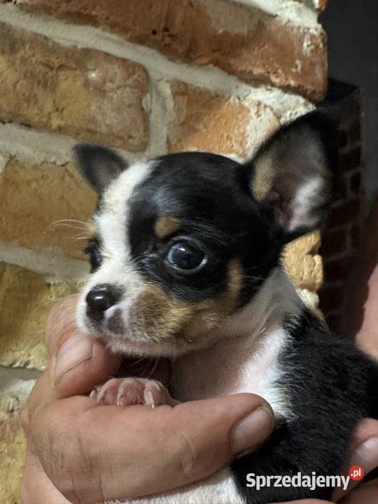 Chihuahua XXS maleńki skarb na czterech łapkach Laski