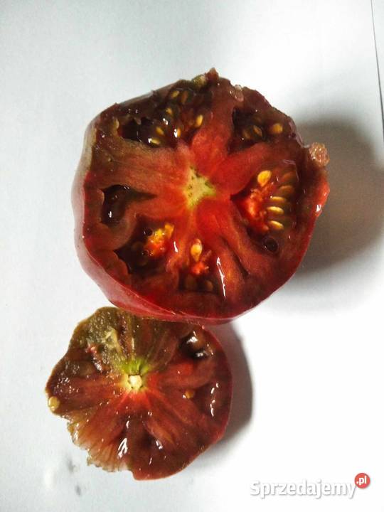 Pomidor stary z 1908 roku karma rybek