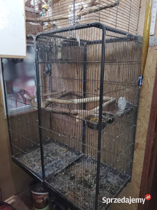 Sprzedam parę papug amazonki niebieskoczarne Białogard