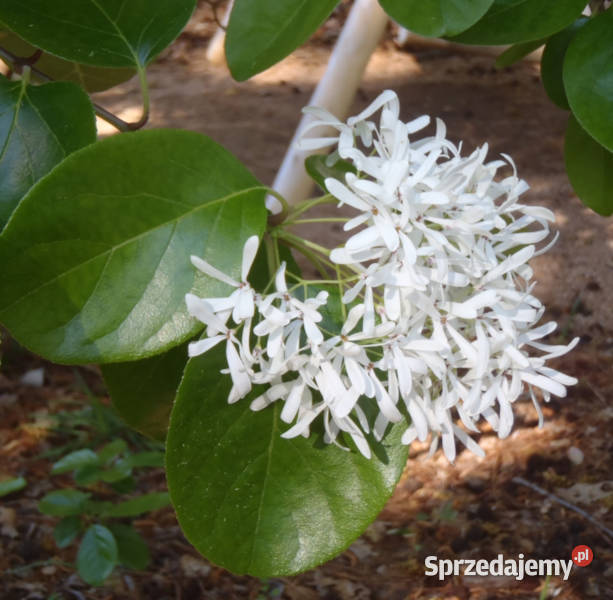 ŚNIEGOWIEC CHIŃSKI sadzonki w doniczkach kujawsko-pomorskie Ustronie sprzedam