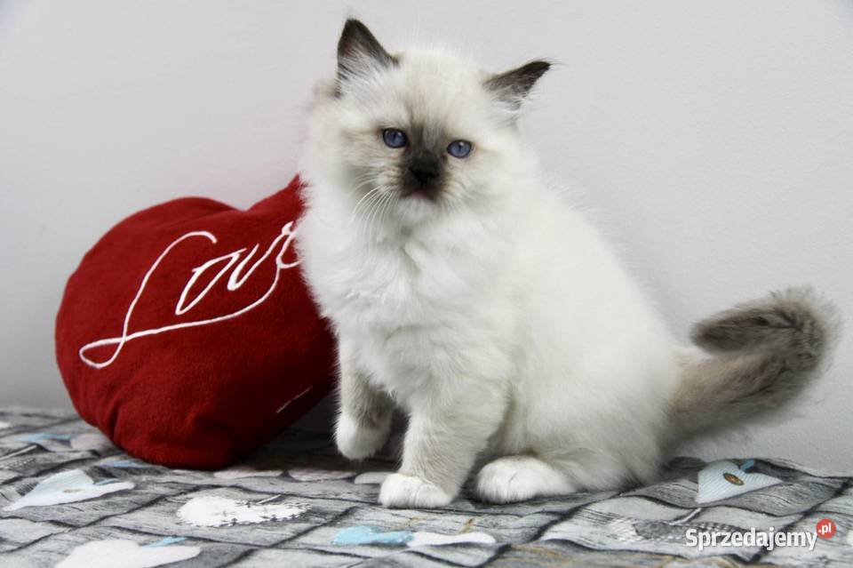 Koteczka Iman z hodowli Castillo Cat Gorzów Wielkopolski