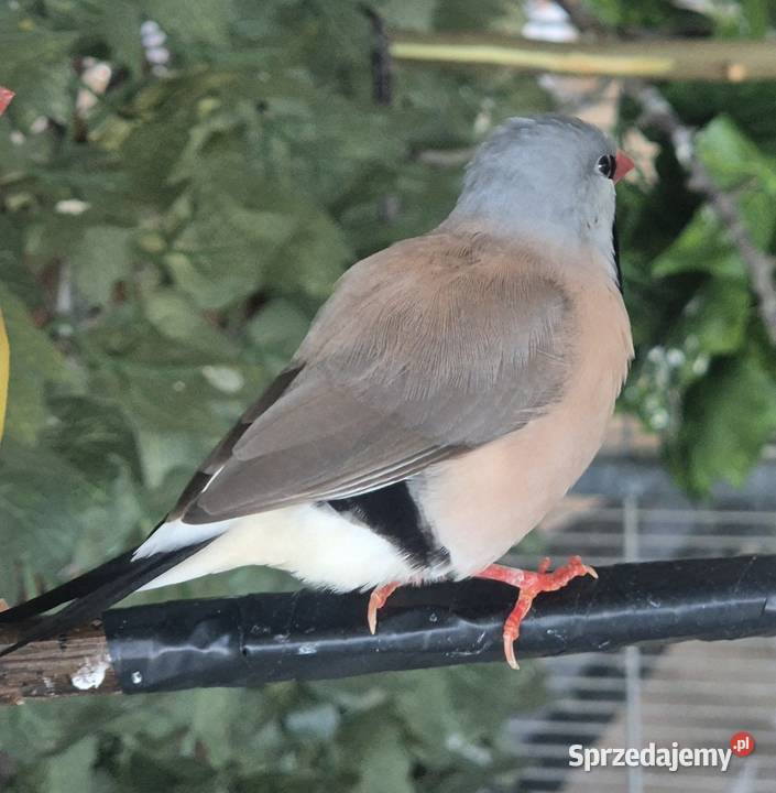 Amadyna ostrosterna Szczecin