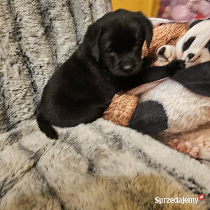 Labrador retriever Mądry Piękny mocnej budowy Kołobrzeg