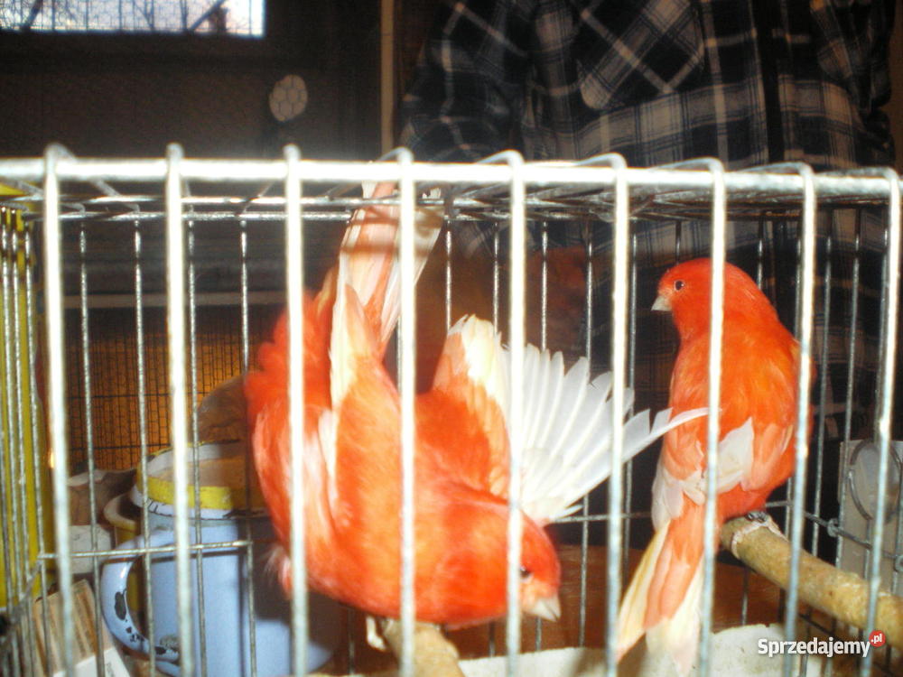 Kanarki Częstochowa sprzedam