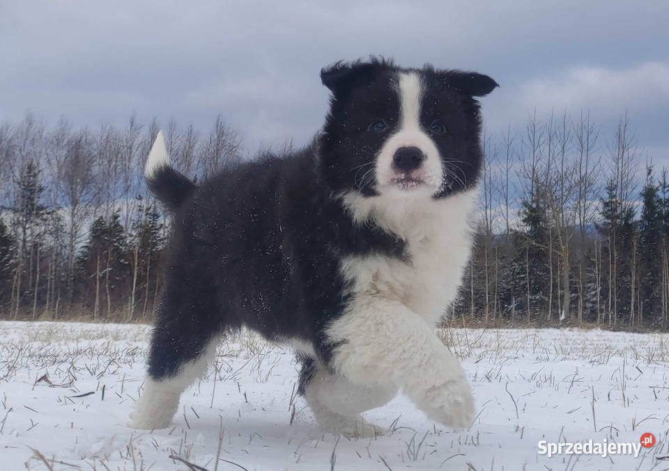 BORDER COLLIE piękna suka z Hodowli Szczenię z Iwonicz