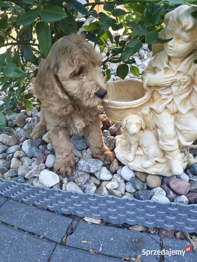 Cockapoo hybryda F1 Starogard Gdański