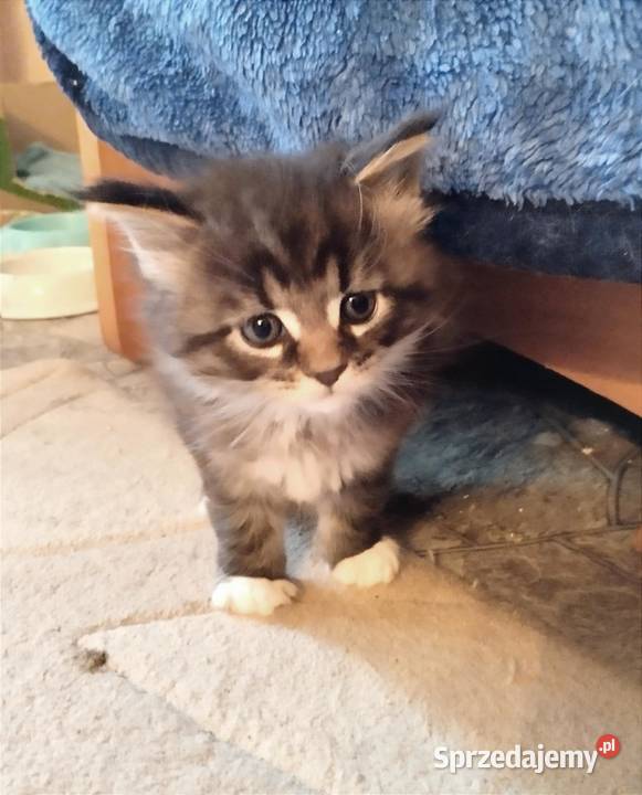 Piorun to śliczny kotek rasy Maine Coon sprzedam