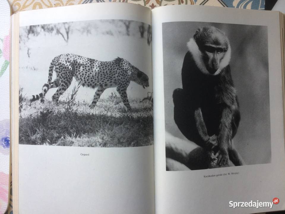 3762 Ziemia zachodniopomorskie