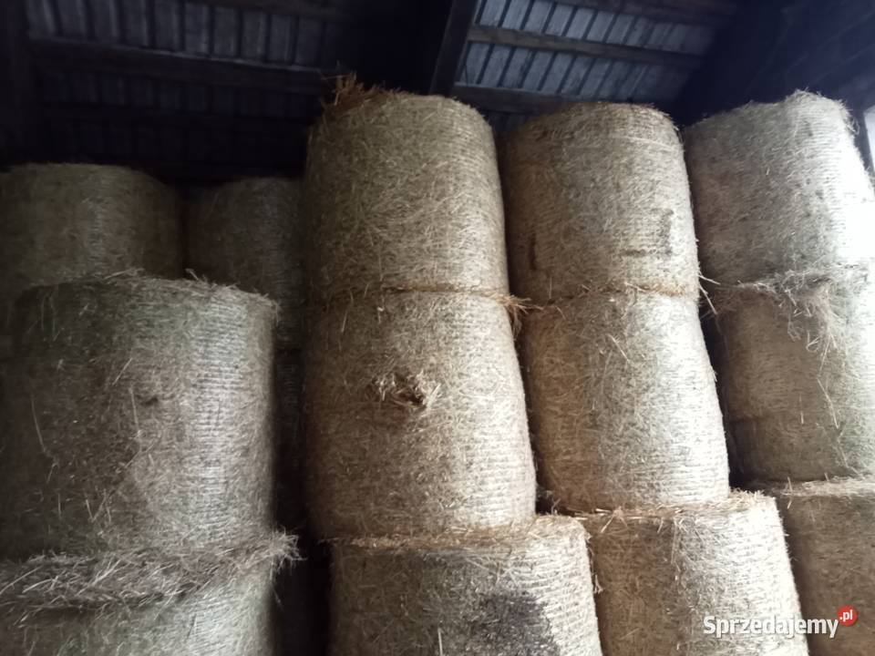 słoma owsiana sprzedam